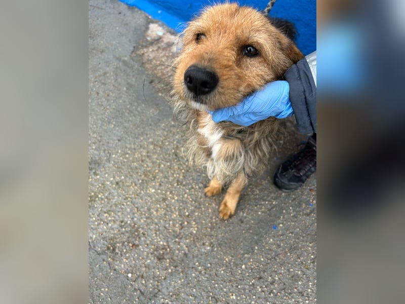 Löwe, ein liebenswerter Zottel