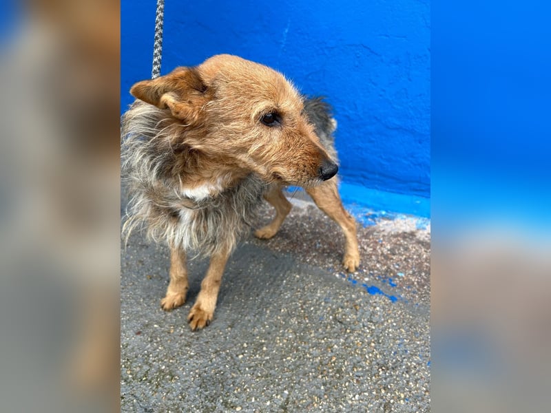 Löwe, ein liebenswerter Zottel