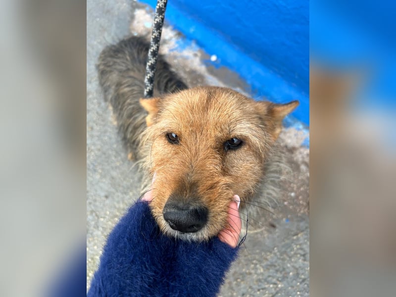 Löwe, ein liebenswerter Zottel