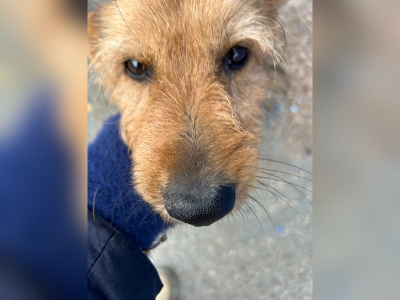 Löwe, ein liebenswerter Zottel