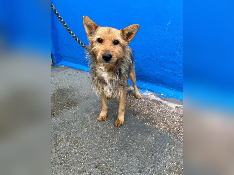 Löwe, ein liebenswerter Zottel