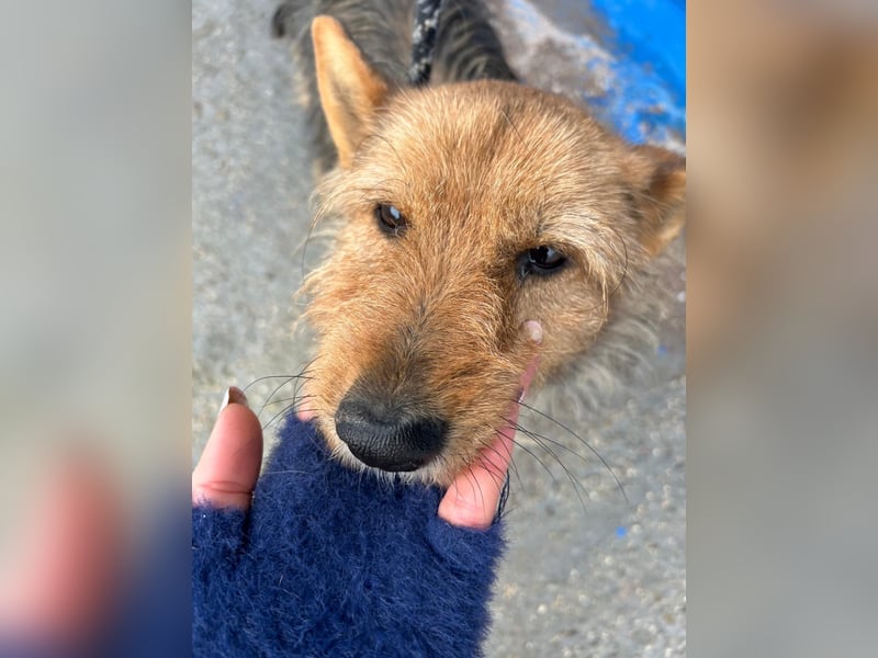 Löwe, ein liebenswerter Zottel