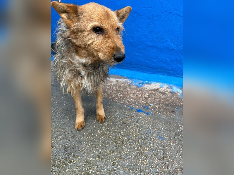 Löwe, ein liebenswerter Zottel