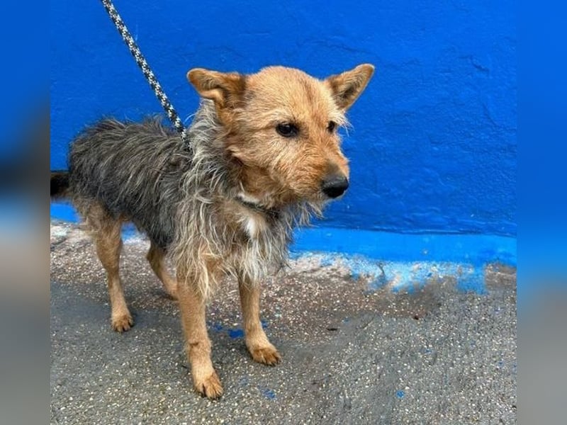 LÖWE ein absoluter Schatz