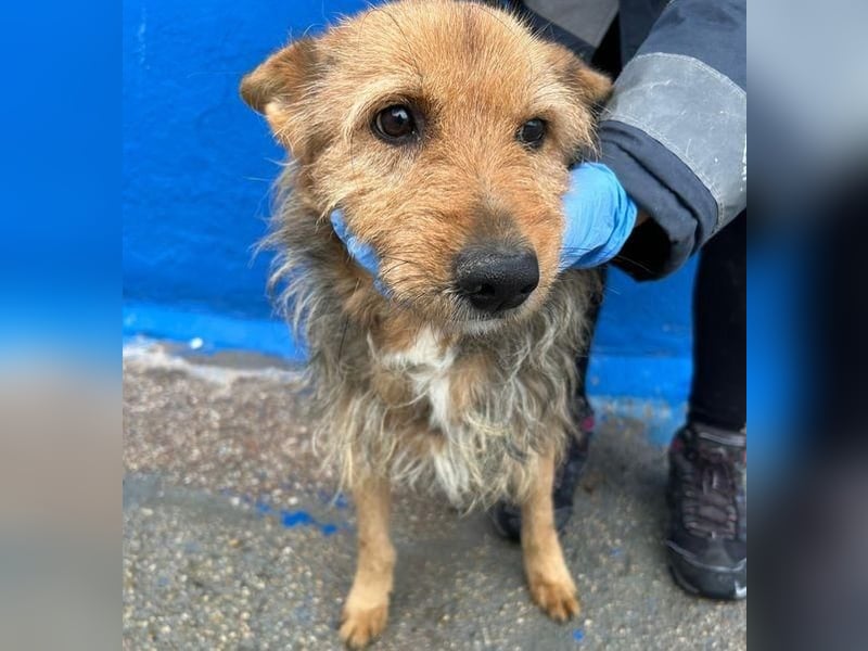 LÖWE ein absoluter Schatz