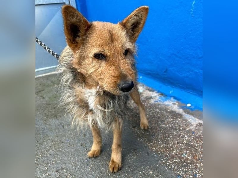 LÖWE ein absoluter Schatz