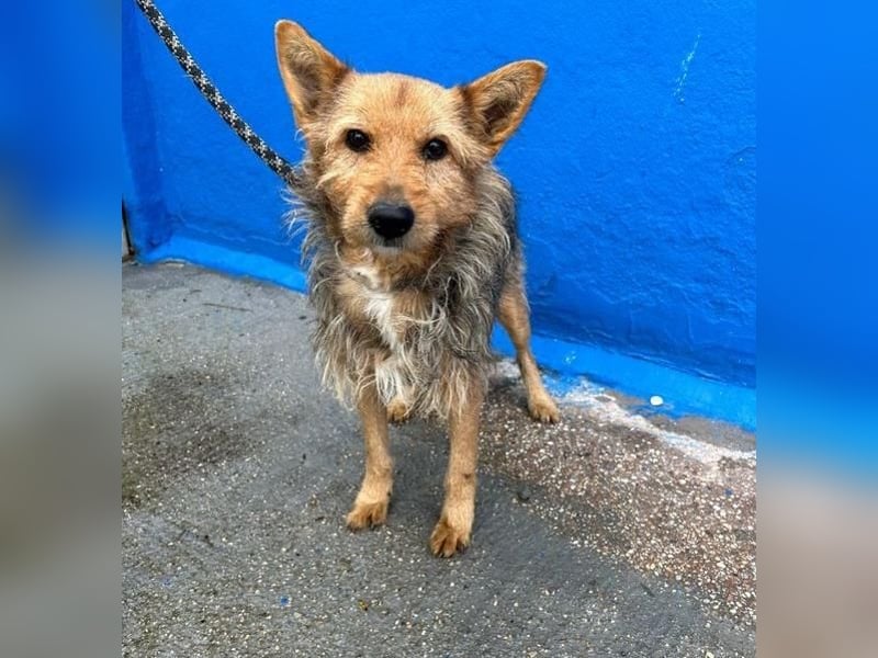 LÖWE ein absoluter Schatz