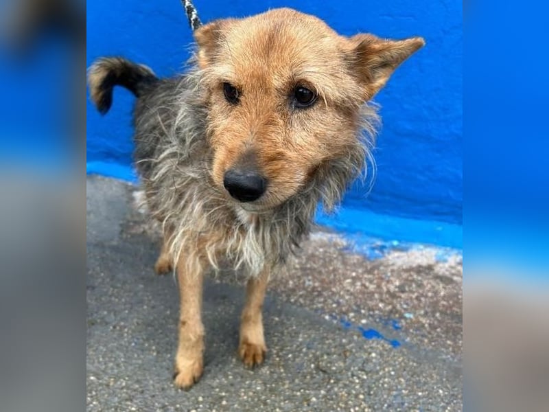 LÖWE ein absoluter Schatz