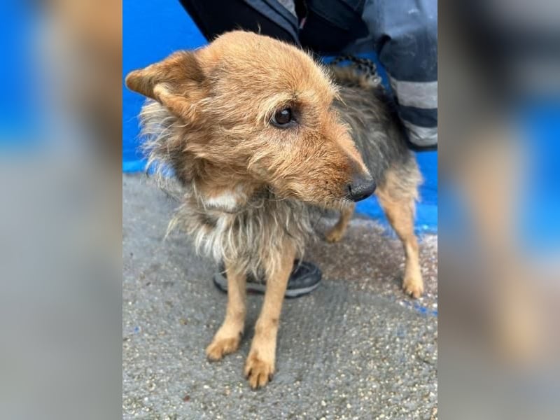 LÖWE ein absoluter Schatz