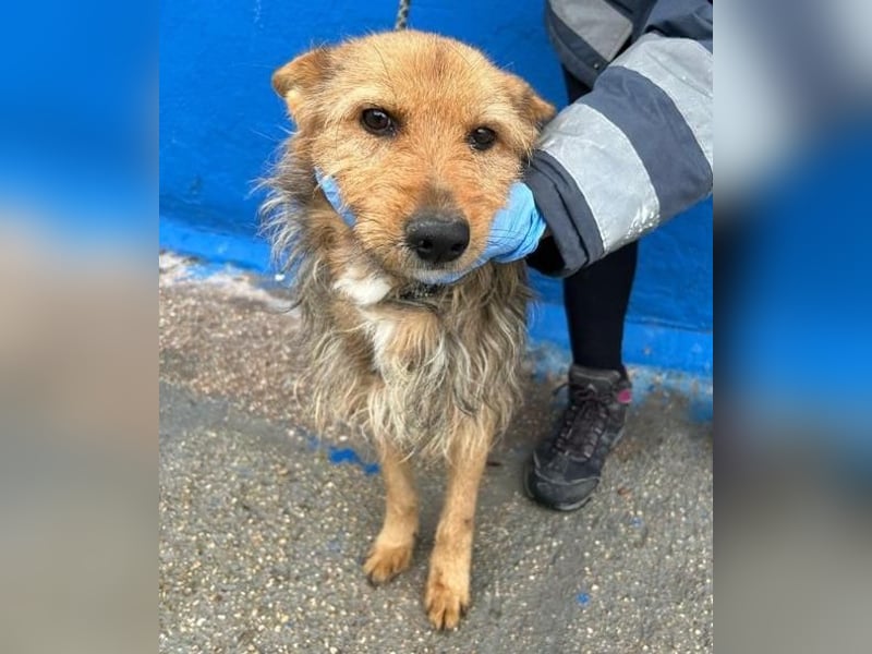 LÖWE ein absoluter Schatz