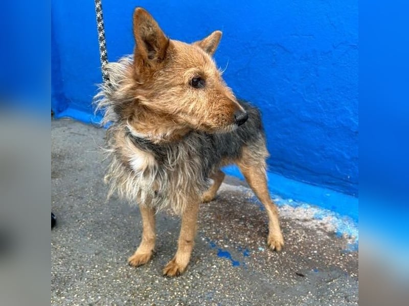 LÖWE ein absoluter Schatz