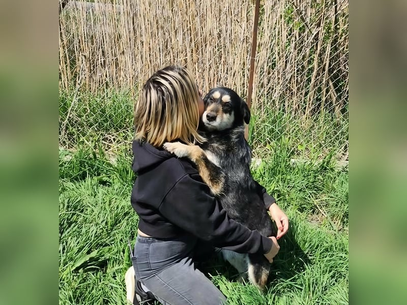 HENRY ♥ - Gerettet aus Horror Tötung Slatina, Ostern'22