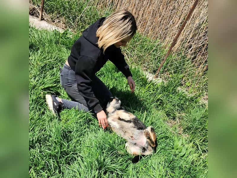 HENRY ♥ - Gerettet aus Horror Tötung Slatina, Ostern'22