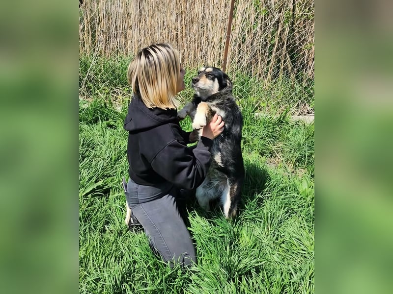 HENRY ♥ - Gerettet aus Horror Tötung Slatina, Ostern'22
