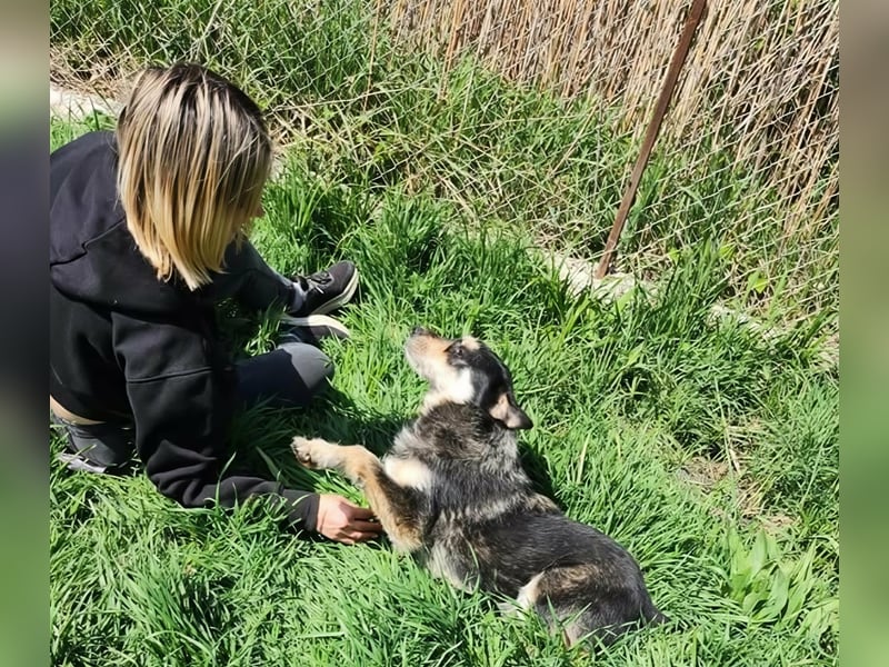 HENRY ♥ - Gerettet aus Horror Tötung Slatina, Ostern'22