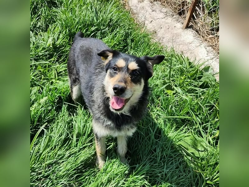 HENRY ♥ - Gerettet aus Horror Tötung Slatina, Ostern'22