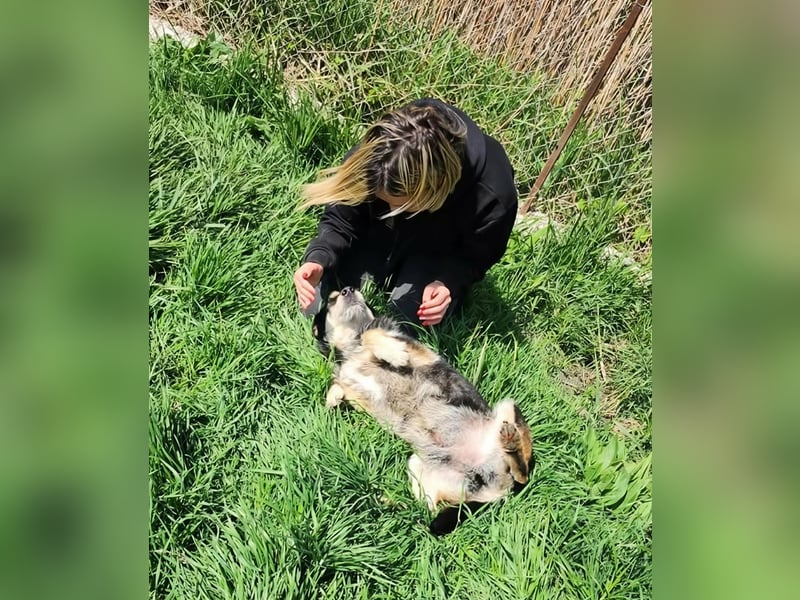 HENRY ♥ - Gerettet aus Horror Tötung Slatina, Ostern'22