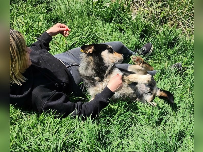 HENRY ♥ - Gerettet aus Horror Tötung Slatina, Ostern'22