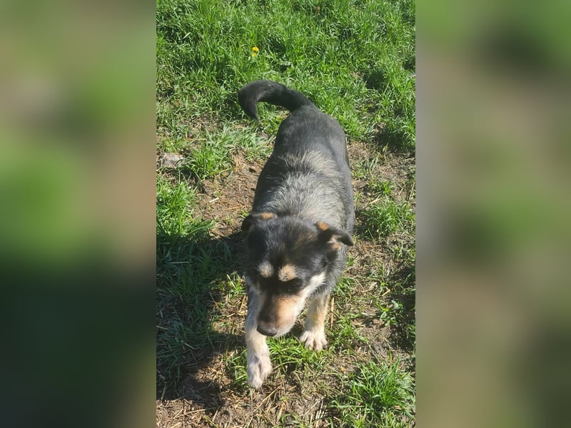 HENRY ♥ - Gerettet aus Horror Tötung Slatina, Ostern'22