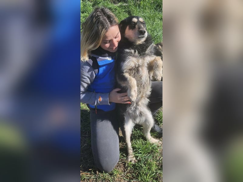 HENRY ♥ - Gerettet aus Horror Tötung Slatina, Ostern'22