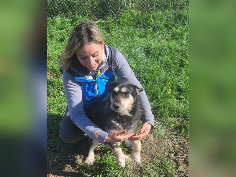 HENRY ♥ - Gerettet aus Horror Tötung Slatina, Ostern'22