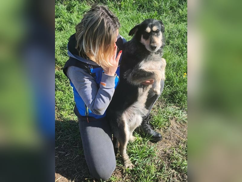 HENRY ♥ - Gerettet aus Horror Tötung Slatina, Ostern'22