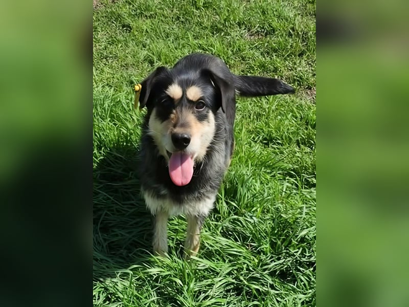 HENRY ♥ - Gerettet aus Horror Tötung Slatina, Ostern'22