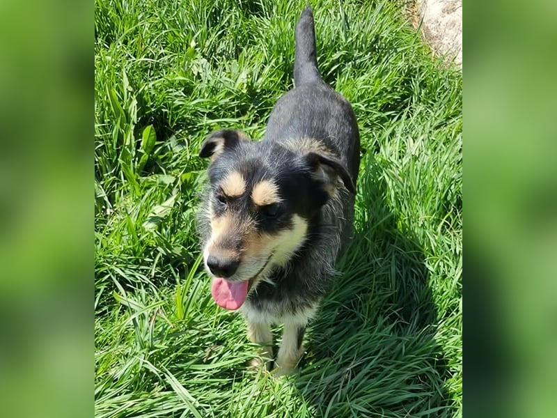 HENRY ♥ - Gerettet aus Horror Tötung Slatina, Ostern'22