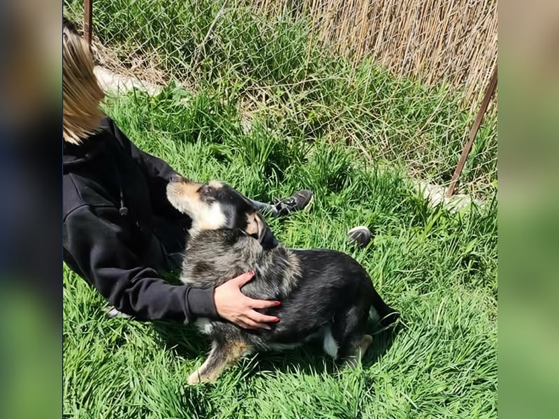 HENRY ♥ - Gerettet aus Horror Tötung Slatina, Ostern'22