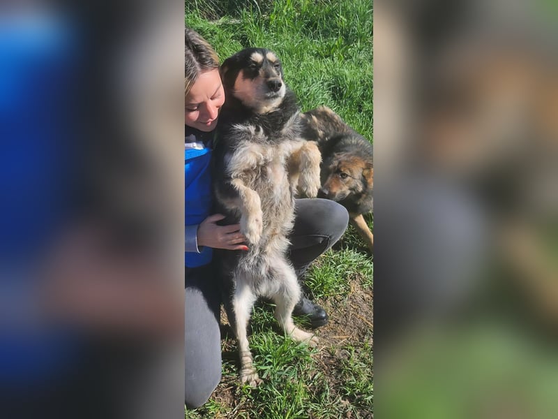 HENRY ♥ - Gerettet aus Horror Tötung Slatina, Ostern'22
