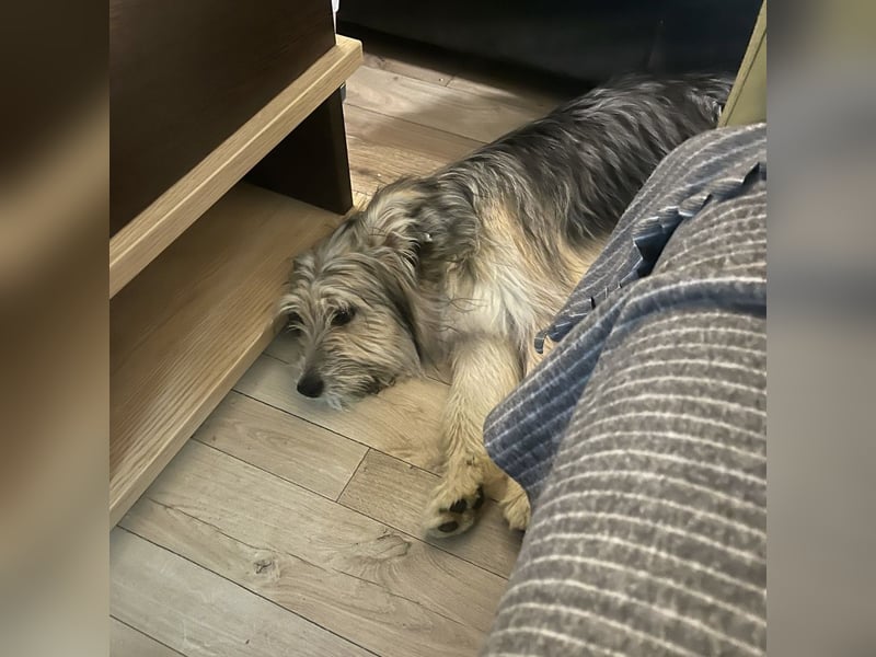 Susie ein Engel auf 4 Pfoten