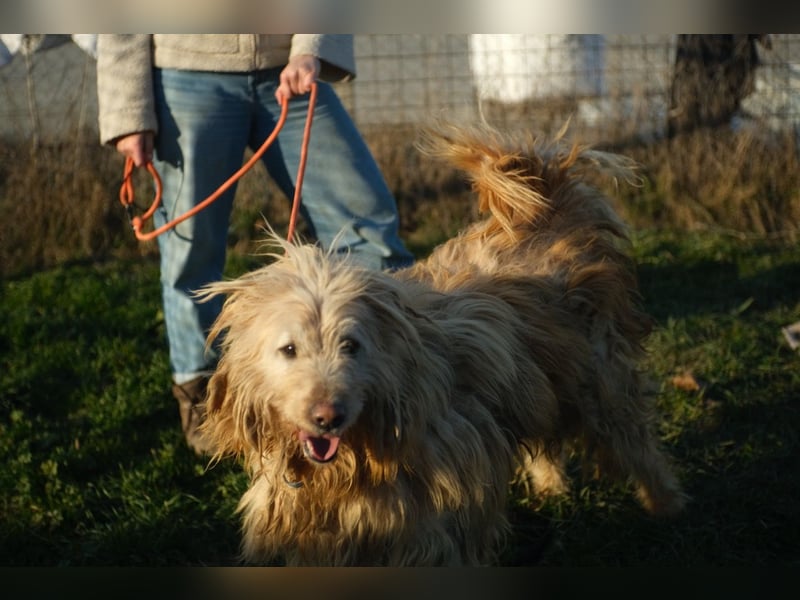 Messi, ein Hund mit viel Potential