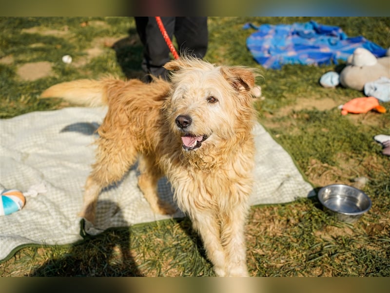 Messi, ein Hund mit viel Potential