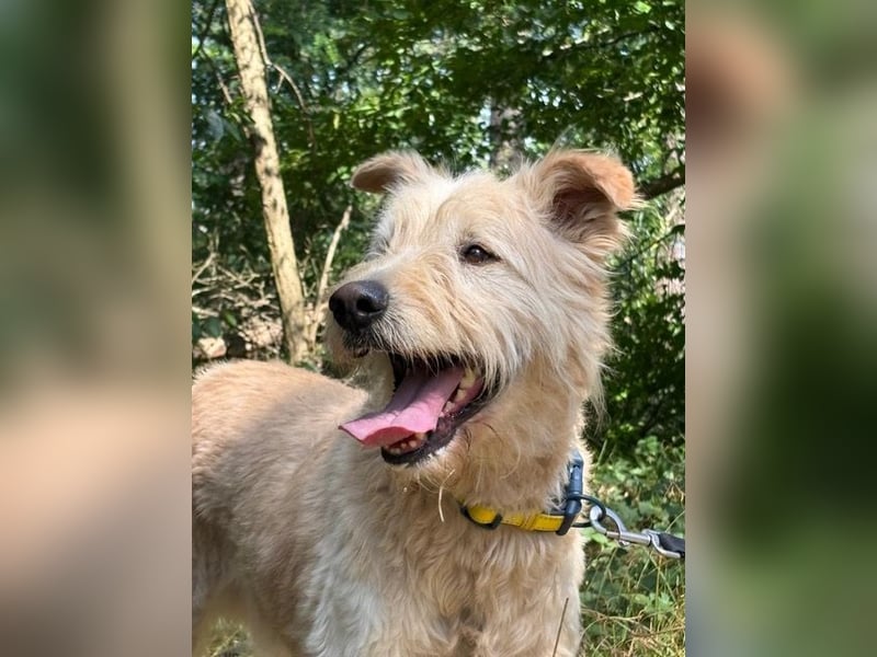 Messi, ein Hund mit viel Potential und einfach nur lieb