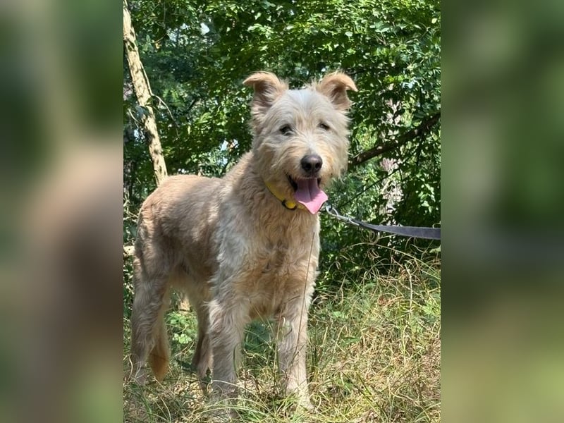 Messi, ein Hund mit viel Potential und einfach nur lieb