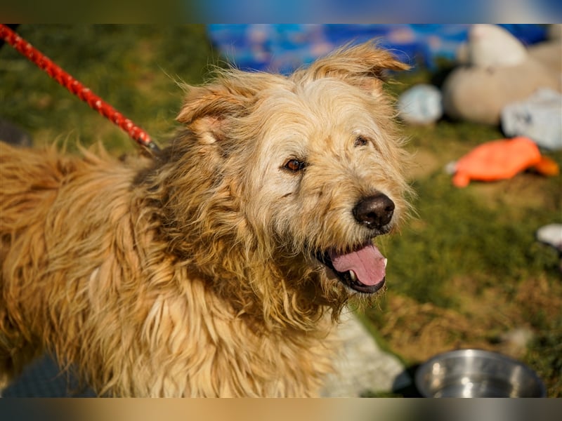 Messi, ein Hund mit viel Potential