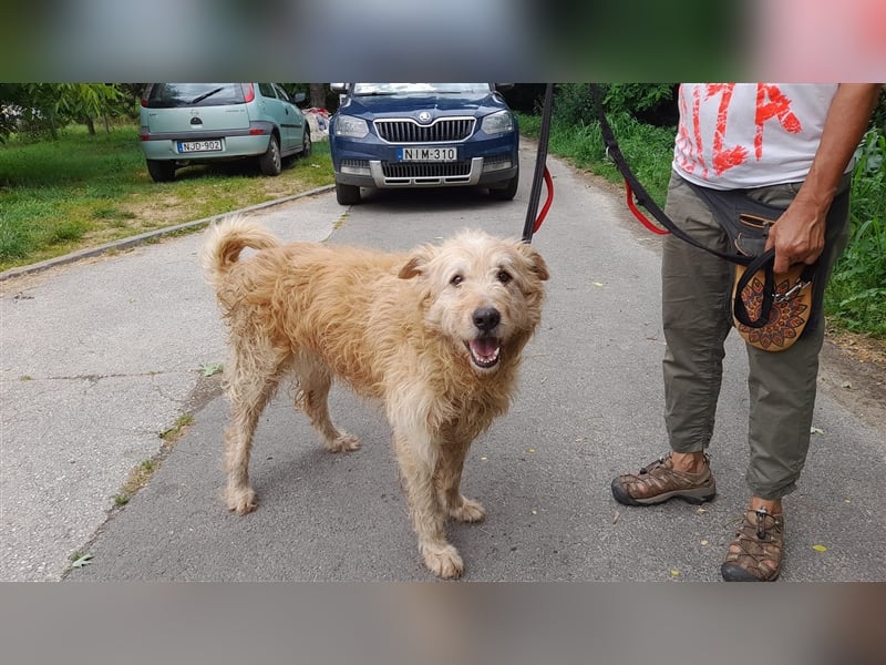 Messi, ein Hund mit viel Potential