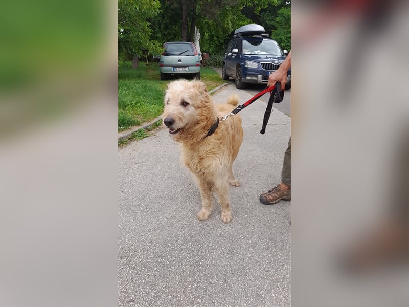 Messi, ein Hund mit viel Potential