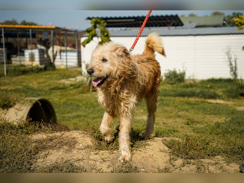 Messi, ein Hund mit viel Potential