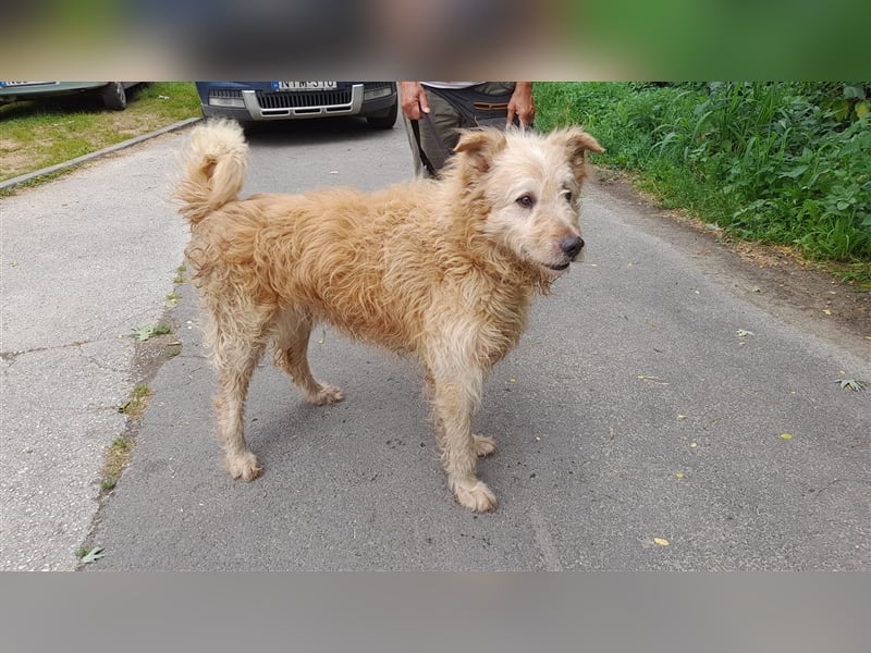 Messi, ein Hund mit viel Potential
