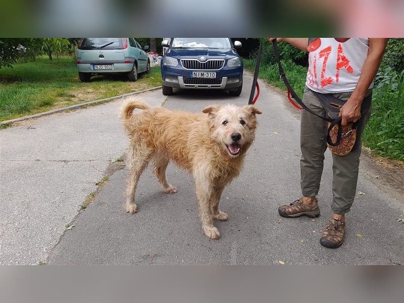 Messi, ein Hund mit viel Potential