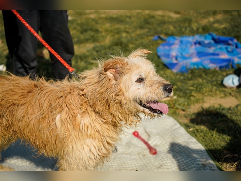 Messi, ein Hund mit viel Potential