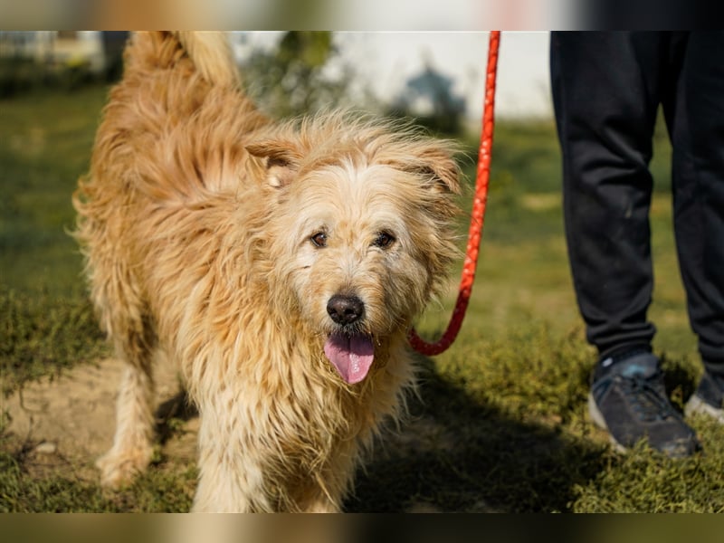 Messi, ein Hund mit viel Potential