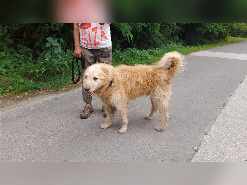 Messi, ein Hund mit viel Potential