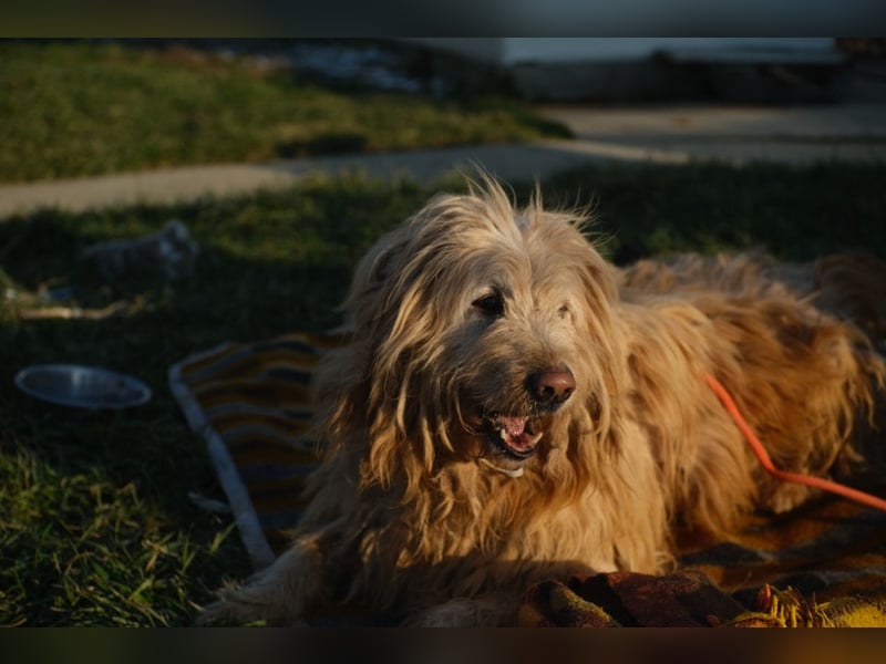 Messi, ein Hund mit viel Potential