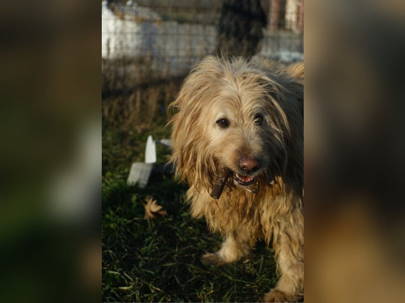 Messi, ein Hund mit viel Potential