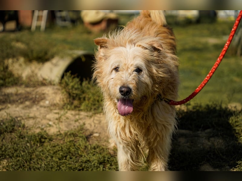 Messi, ein Hund mit viel Potential