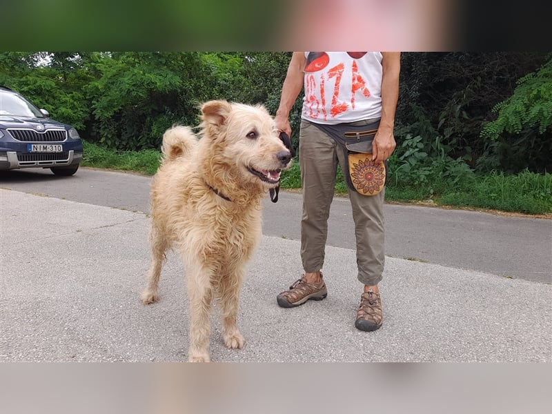 Messi, ein Hund mit viel Potential