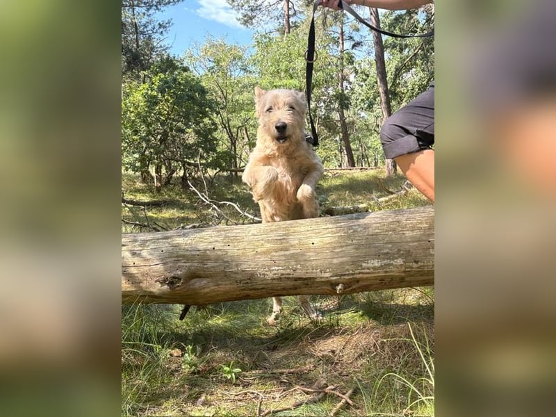 Messi, ein Hund mit viel Potential und einfach nur lieb