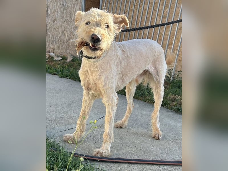 Messi, ein Hund mit viel Potential und einfach nur lieb